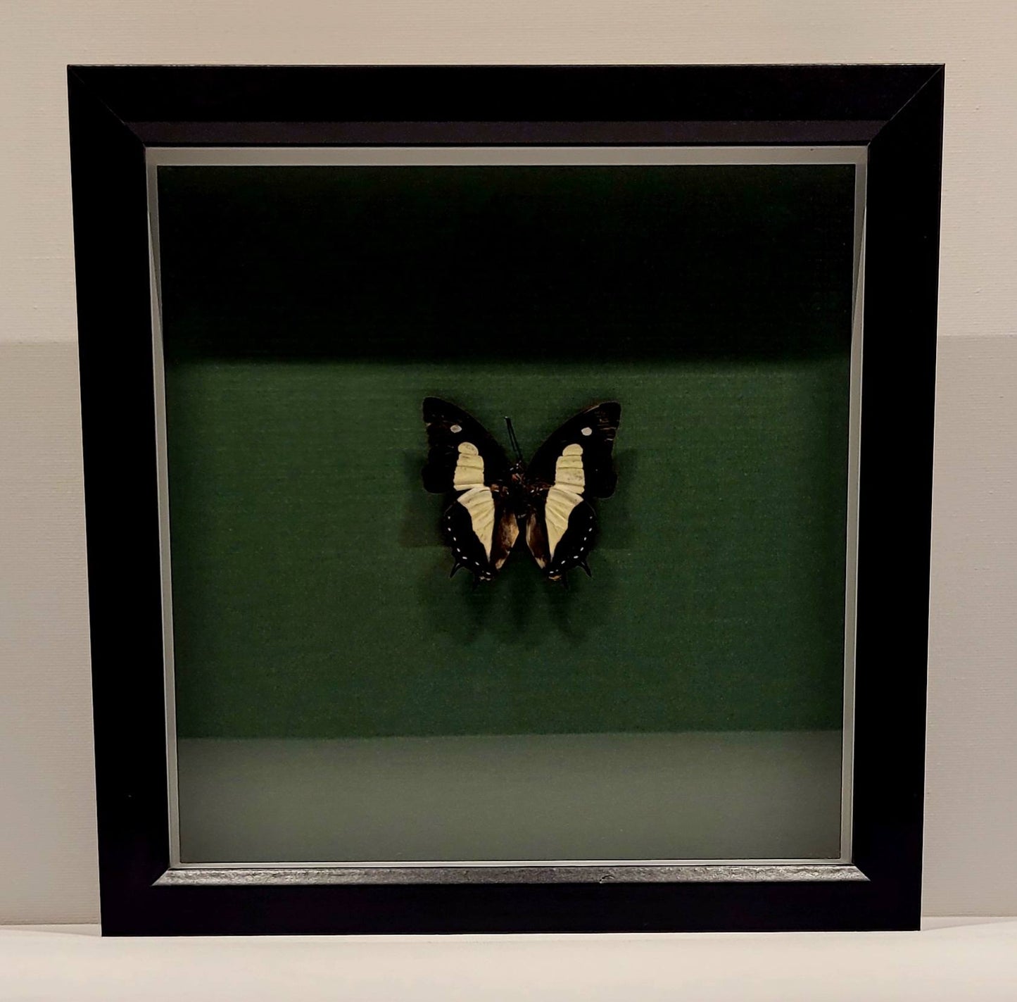 "Jade Emperor" 8x8" Framed Butterfly by Chris Lee