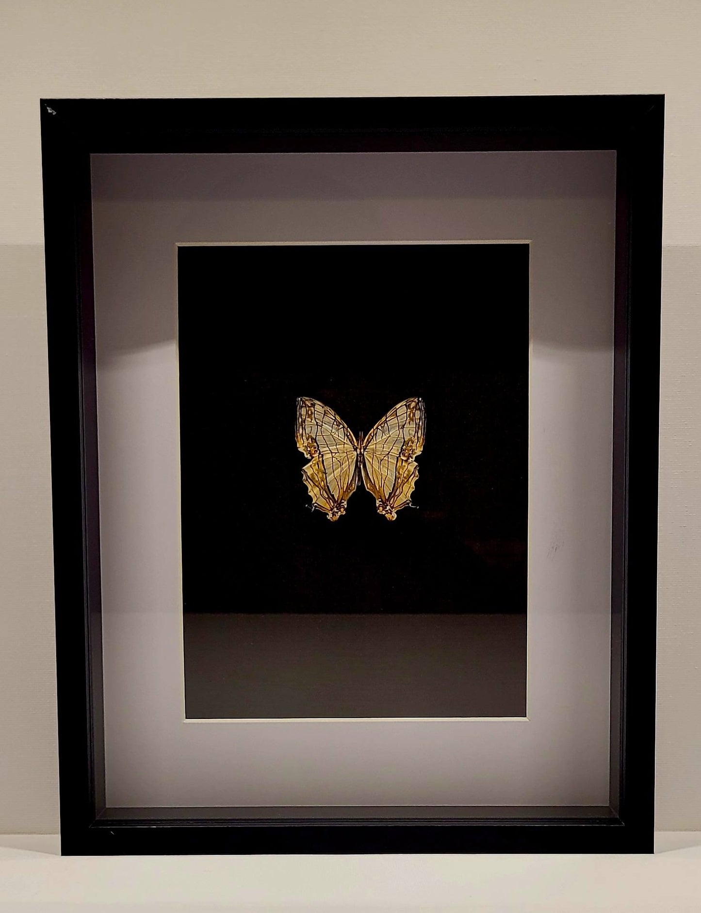 "Veins of the Earth" 8x8" Framed Butterfly by Chris Lee