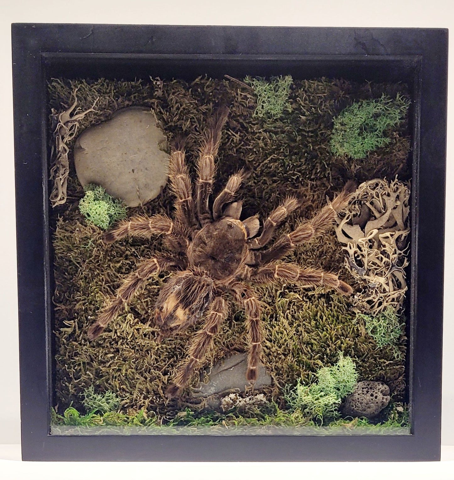 "Encased Emergence" – Tarantula Molt Shadow Box by Chris Lee