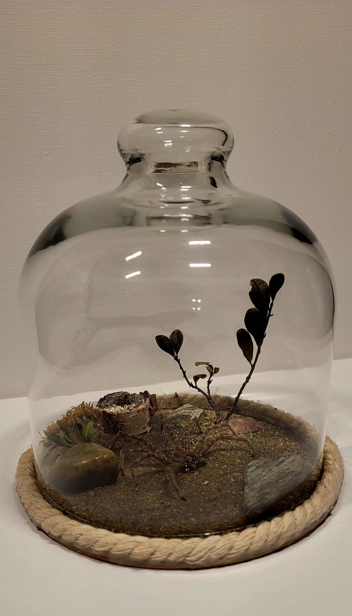 "In Still Waters" Cloche/Dome Display by Chris Lee