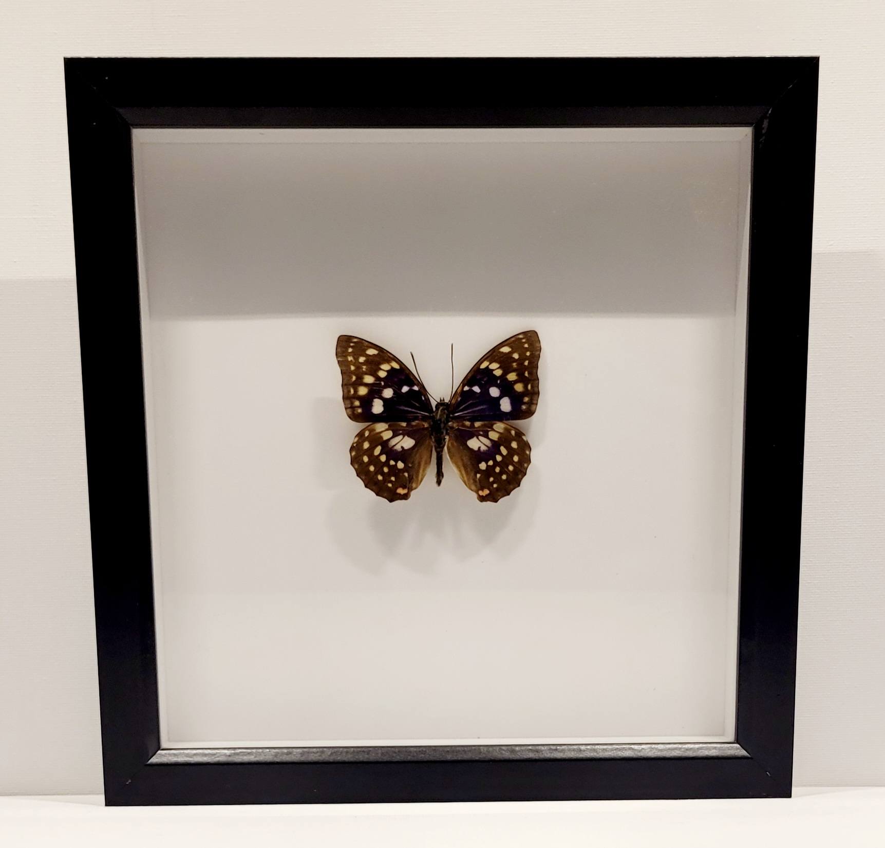 "Imperial Light" 8x8" Framed Butterfly by Chris Lee