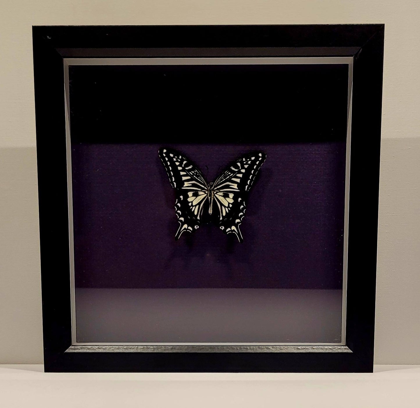 "Wings of Amethyst" - 8x8" Framed Asian Swallowtail by Chris Lee