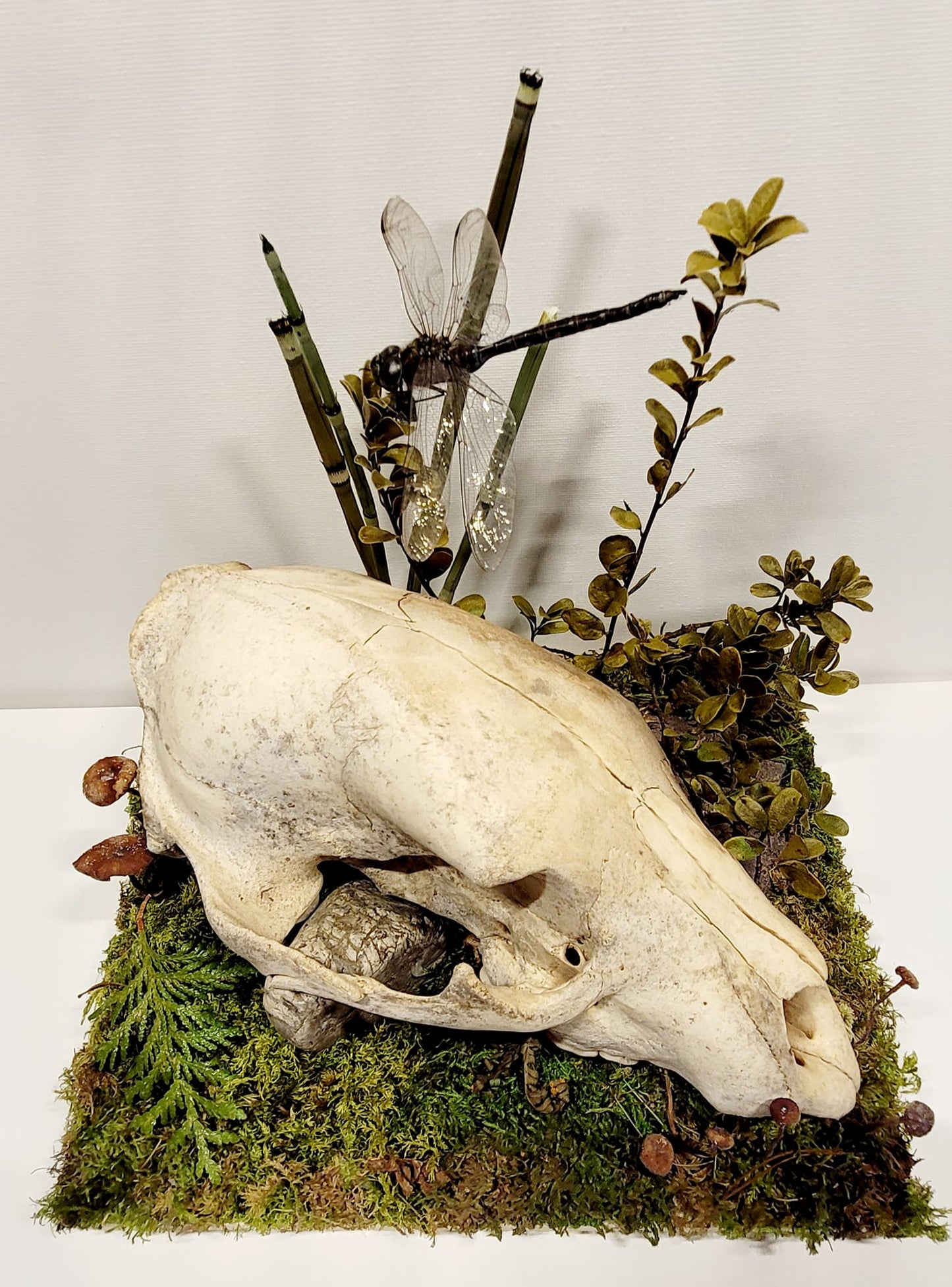 Spirit of the Glade: A Curated Naturalist Display by Chris Lee