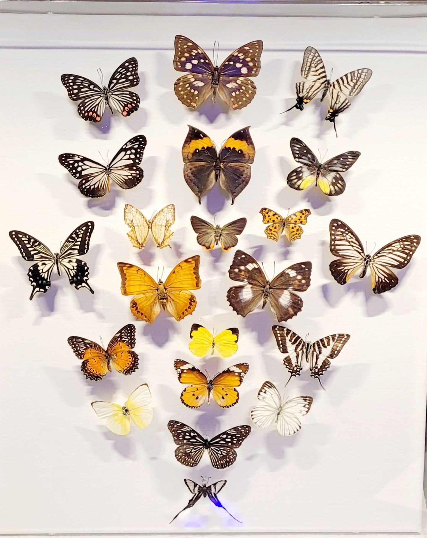 "Flight of the Eastern Flame" – 16x20 Butterfly Burst on Canvas by Chris Lee