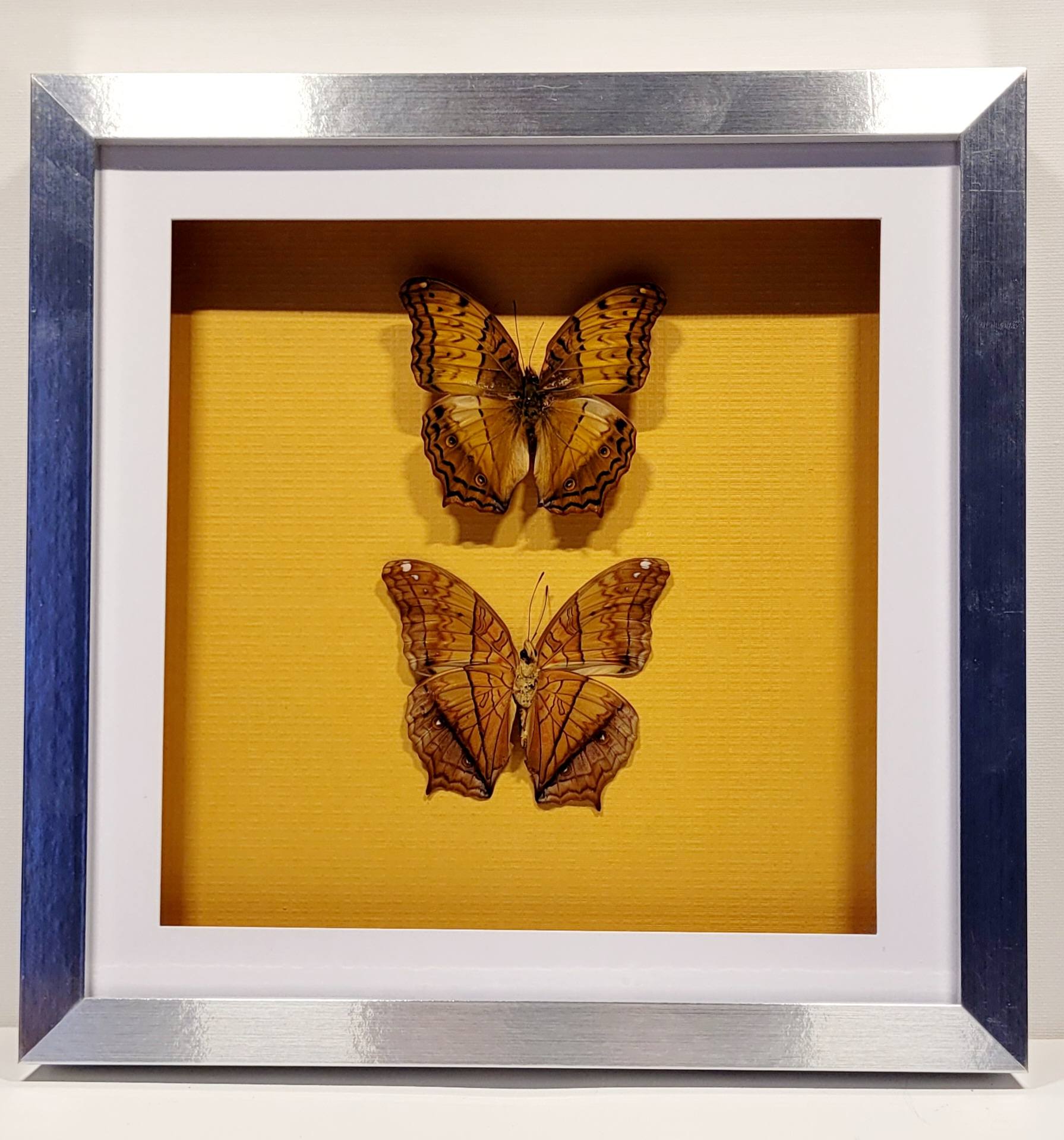 "Golden Echoes" 10x10" Framed Butterflies by Chris Lee