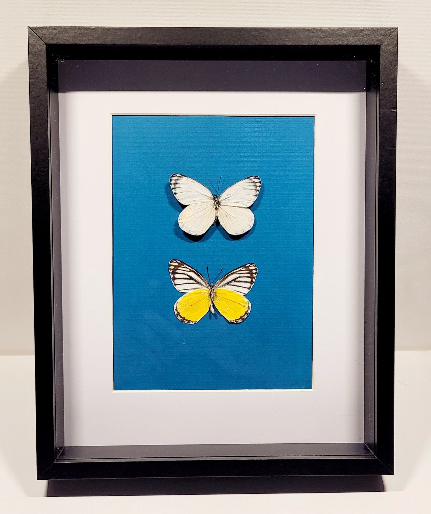 "Duality of Light" 8x10" Framed Butterflies by Chris Lee