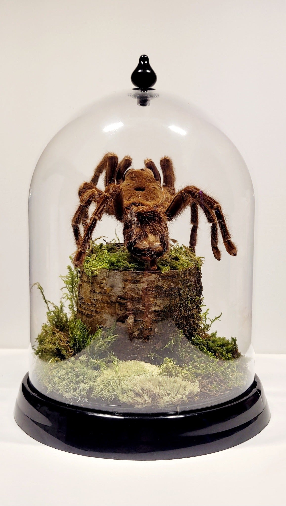 "The Amazon Sentinel" – Tarantula Molt Display by Chris Lee