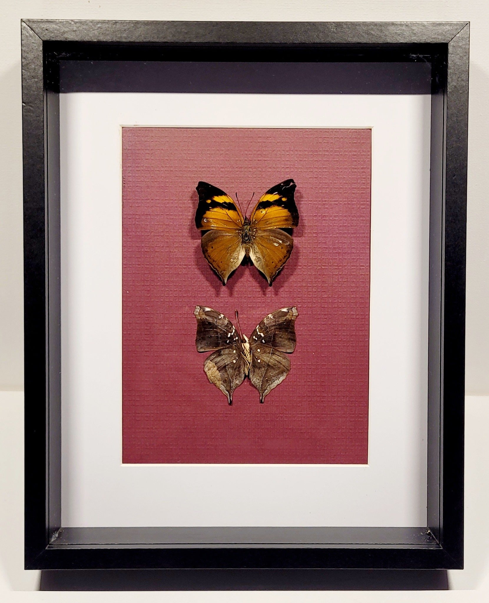 "Embers & Earth" - 8x10" Framed Butterflies by Chris Lee