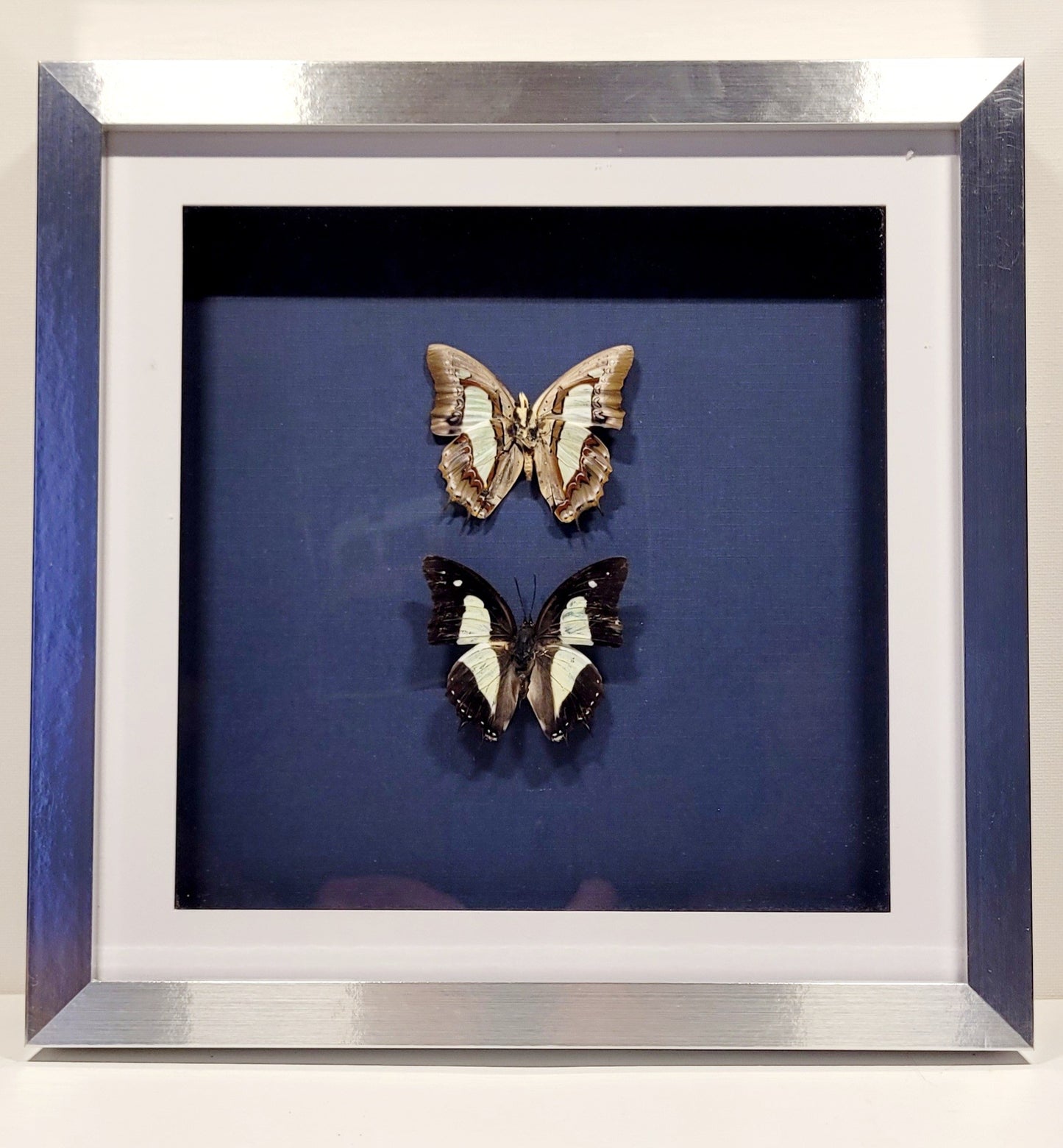 "Formal Attire" 10x10" Frame Butterflies by Chris Lee