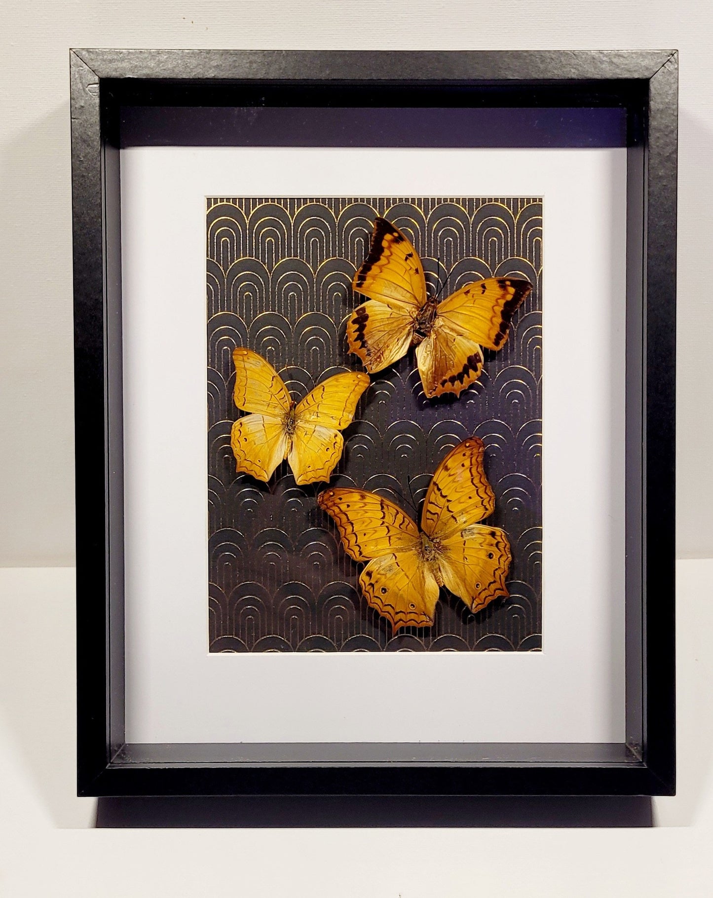 "In Golden Echoes" 8x10" Framed Butterflies by Chris Lee