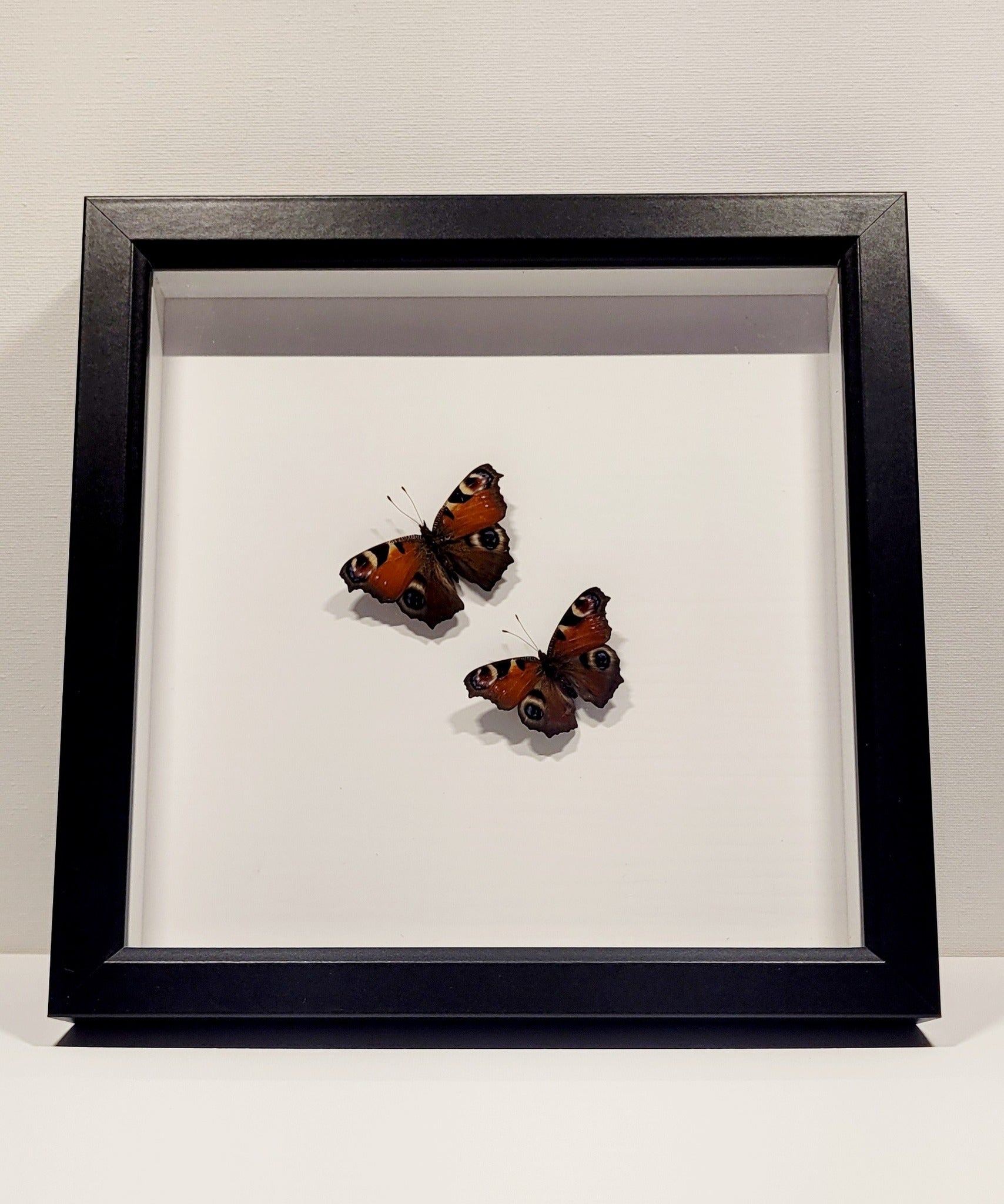 "Eyes of Europa" 10x10" Framed Butterflies by Chris Lee