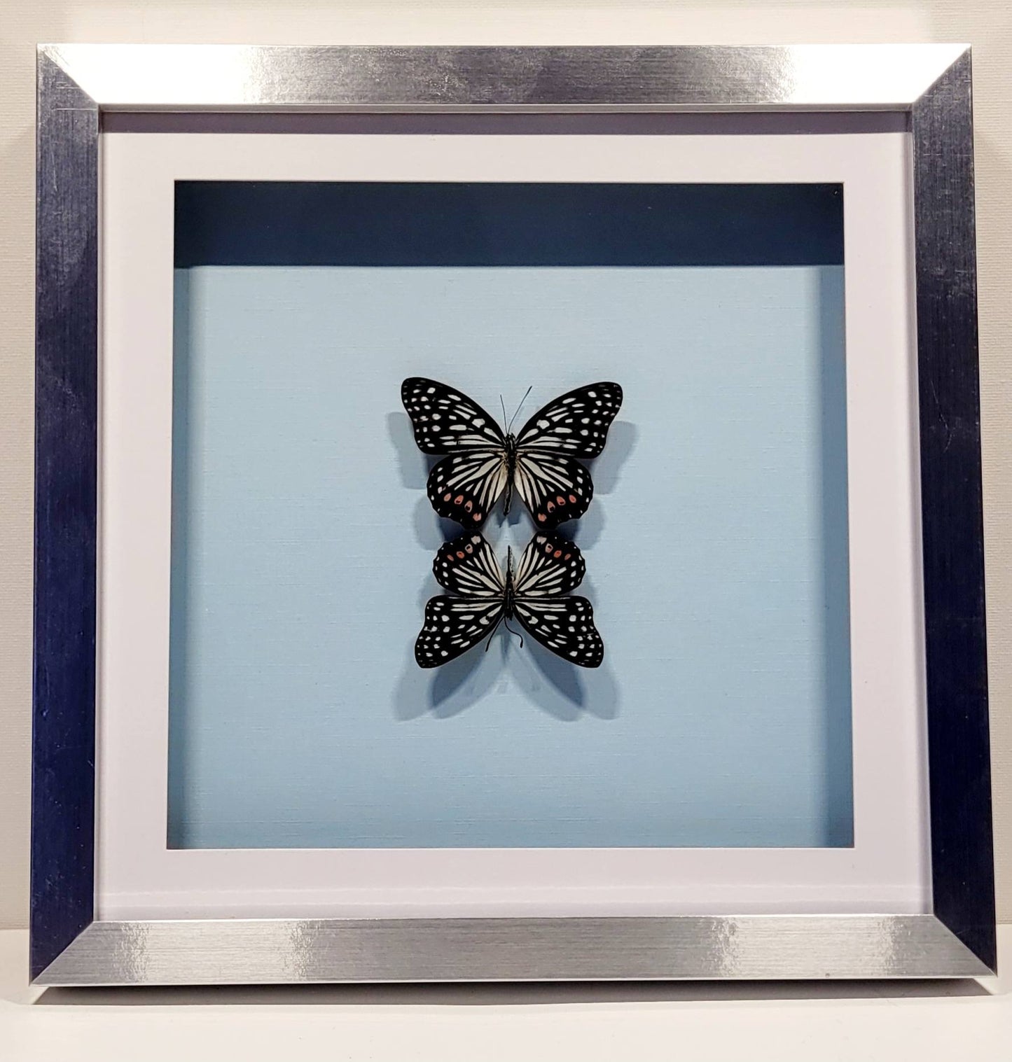 "Symmetry and Stillness" - 10x10" Framed Butterflies by Chris Lee