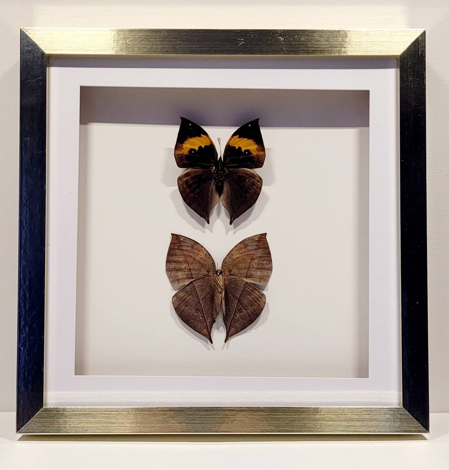 "Shadow & Flame" 10x10" Framed Butterflies by Chris Lee