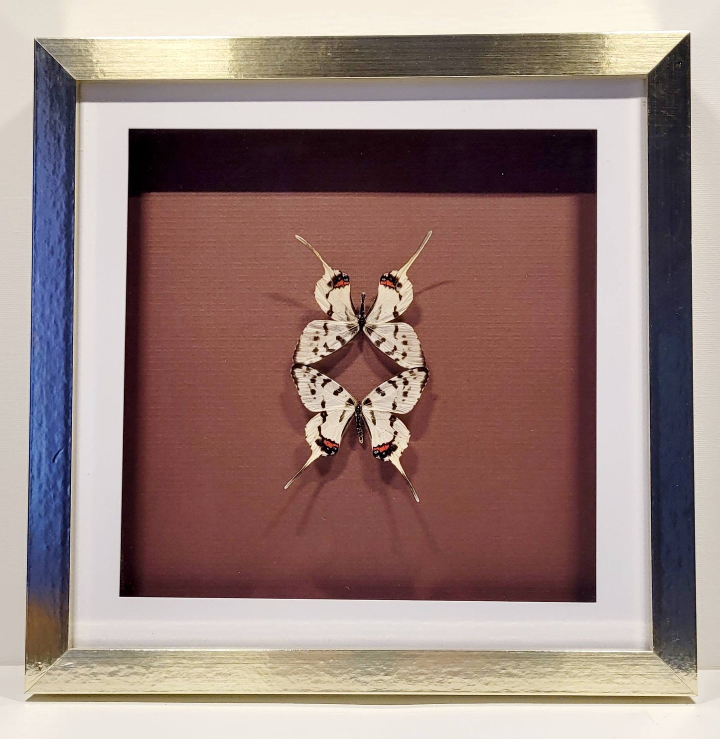 "Dragons in Balance" 10x10 Framed Butterflies by Chris Lee