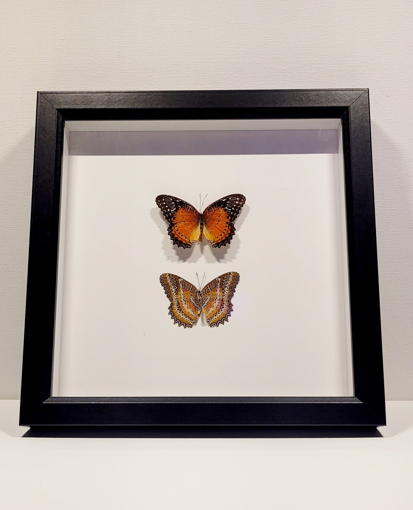 "Dual Flame" 10x10" Framed Butterflies by Chris Lee