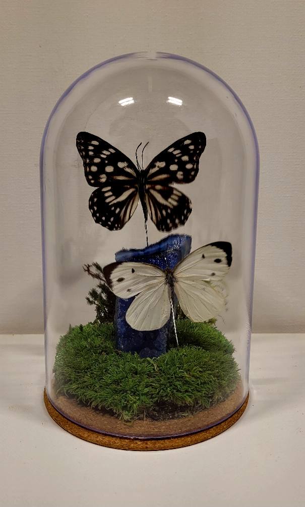 "Cobalt Stillness" Cloche/Dome by Chris Lee