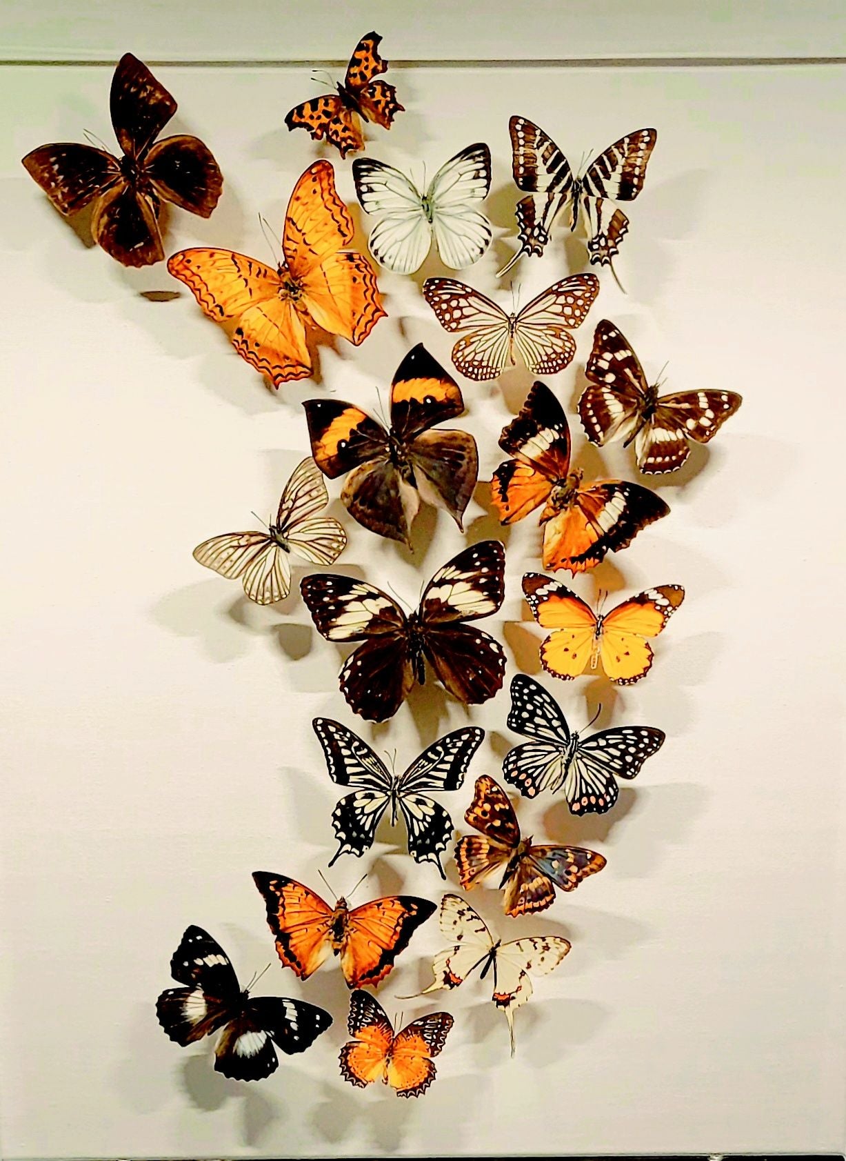 "Uplifted" - 16x20" Butterfly burst on canvas by Chris Lee