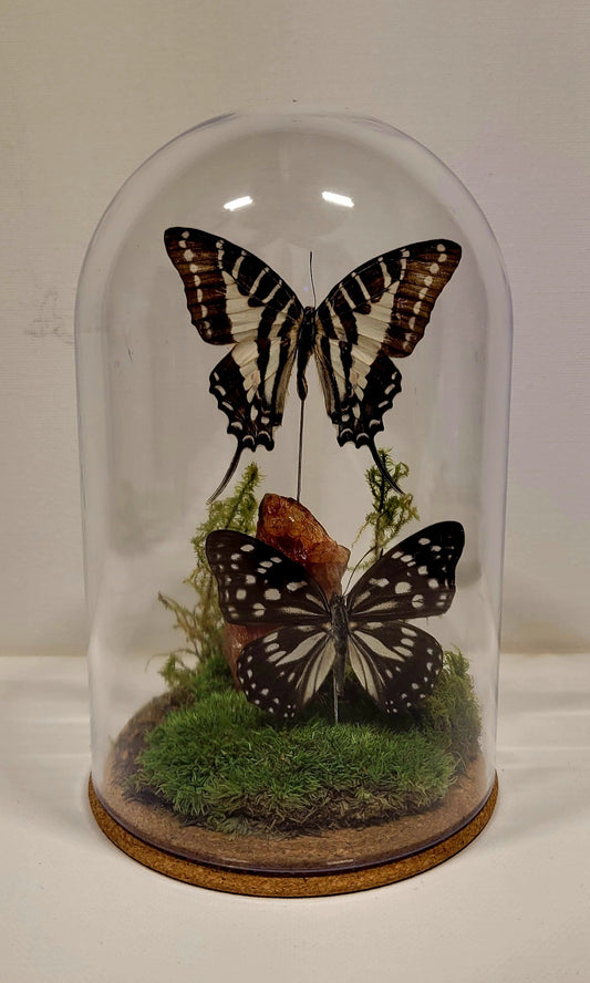 "Silent Symphony" Cloche/Dome Display by Chris Lee