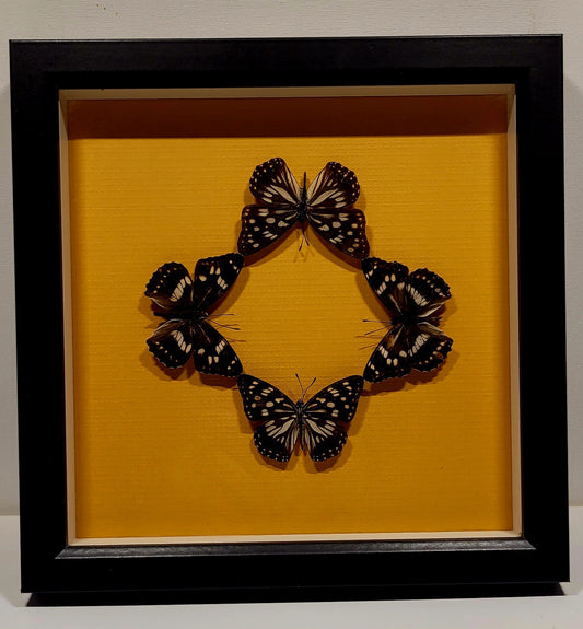 "Secrets Among Wings" 8x8" Frame with butterflies by Chris Lee