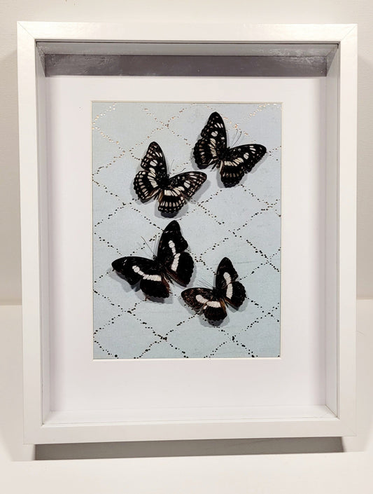 "Porcelain Wings" 8x10" Framed Butterflies by Chris Lee